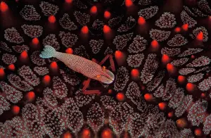 Leads: Imperial shrimp leads its entire adult life on a sea star