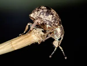 Introduced: Imported Longhorned beetle