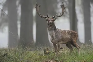 Strength: Imposing... Fallow deer (Dama dama)