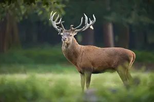 Imposing: Imposing red deer (Cervus elaphus)