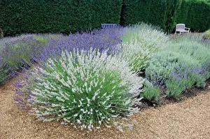 Lavenders: Impress Purple, Sussex, Lullingstone Castle