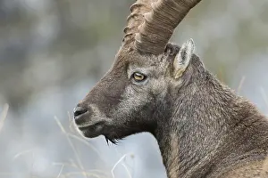 Section: Impressive... Alpine ibex (Capra ibex)