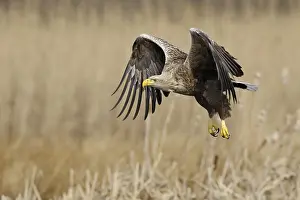 Typical: Impressive bird of prey... White-tailed eagle (Haliaeetus albicilla)
