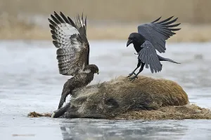 Size: Impressive size comparison