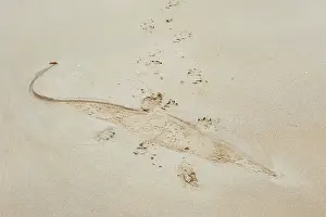 Imprint: Imprint of Saltwater Crocodile in sandy beach at low tide