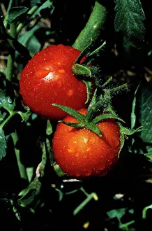 Enhanced: Improved Pearson Tomato
