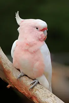 Cockatoo: Inca cockatoo (Lophochroa leadbeateri), adult, sitting