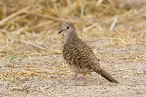 Columbina: Inca Dove