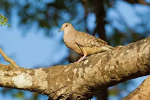 Inca: Inca Dove