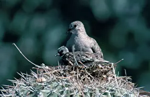 Inca: Inca Dove