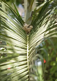 Frond: Inca dove