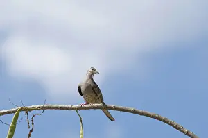 Inca: Inca dove