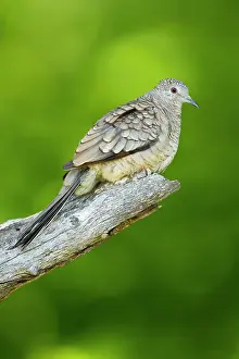 Inca: Inca Dove (Columbina inca) perched