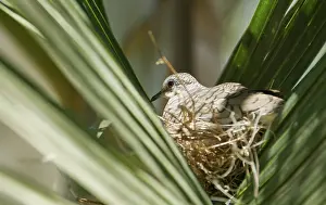 Frond: Inca dove on nest
