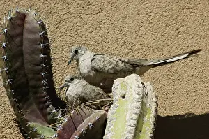 Inca: Inca Doves