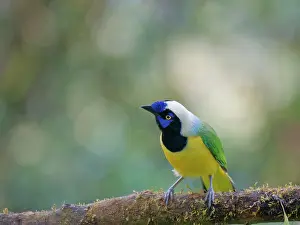 Crow: Inca Jay Cyanocorax yncas Ecuador BI037492