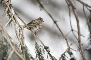 Pine: Inconspicuous... Pine siskin (Spinus pinus) in the branches of a conifer