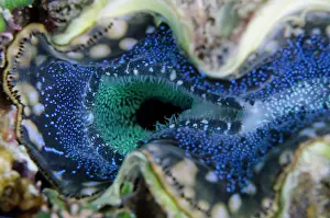 Maxima: Incurrent siphon and mantle of Small Giant Clam - NusaBay Me
