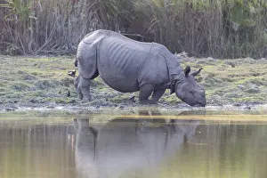 Vulnrable: Inde, Etat de l'Assam, Parc national de Kaziranga