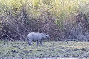 Vulnrable: Inde, Etat de l'Assam, Parc national de Kaziranga