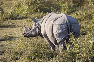 Vulnrable: Inde, Etat de l'Assam, Parc national de Kaziranga