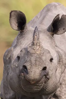 Vulnrable: Inde, Etat de l'Assam, Parc national de Kaziranga