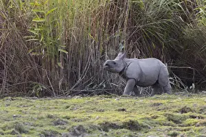 Vulnrable: Inde, Etat de l'Assam, Parc national de Kaziranga