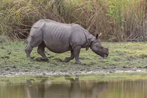 Vulnrable: Inde, Etat de l'Assam, Parc national de Kaziranga