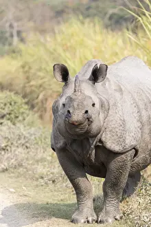 Vulnrable: Inde, Etat de l'Assam, Parc national de Kaziranga