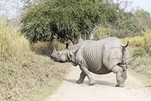 Vulnrable: Inde, Etat de l'Assam, Parc national de Kaziranga