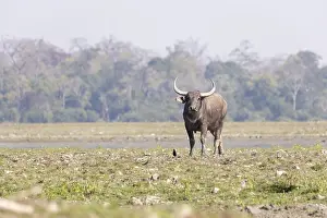 Bubalis: Inde, Etat de l'Assam, Parc national de Kaziranga