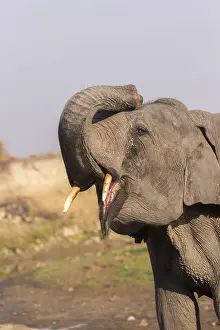 Patrimoine: Inde, Etat de l'Assam, Parc national de Kaziranga