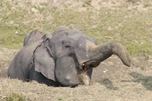 Patrimoine: Inde, Etat de l'Assam, Parc national de Kaziranga