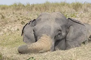 Patrimoine: Inde, Etat de l'Assam, Parc national de Kaziranga