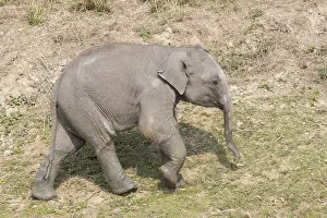 Patrimoine: Inde, Etat de l'Assam, Parc national de Kaziranga