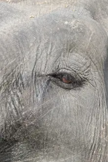 Dtail: Inde, Etat de l'Assam, Parc national de Kaziranga