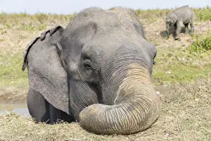 Patrimoine: Inde, Etat de l'Assam, Parc national de Kaziranga