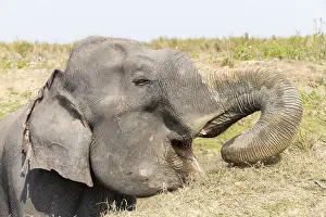 Patrimoine: Inde, Etat de l'Assam, Parc national de Kaziranga