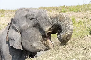 Patrimoine: Inde, Etat de l'Assam, Parc national de Kaziranga