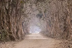 Route: Inde, de l'Assam, Parc national de Kaziranga