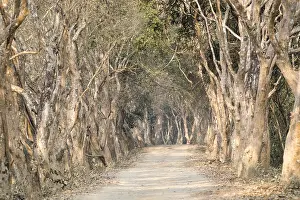 Route: Inde, de l'Assam, Parc national de Kaziranga