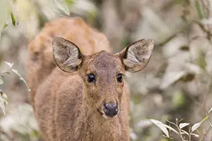 Cervid: Inde, de l'Assam, Parc national de Kaziranga