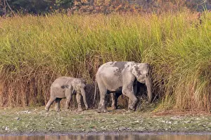 Patrimoine: Inde, de l'Assam, Parc national de Kaziranga