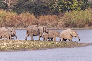 Patrimoine: Inde, de l'Assam, Parc national de Kaziranga