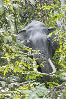 Grandes: Inde, de l'Assam, Parc national de Kaziranga