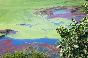 Eutrophication: Indhar Lake covered by algae, Udaipur, Rajasthan