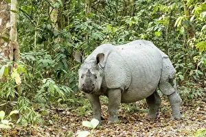 Unicornis: India, Assam, Kaziranga national park, Unesco World
