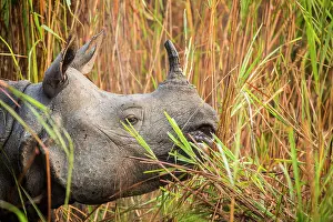 Unicornis: India, Assam, Kaziranga national park, Unesco World