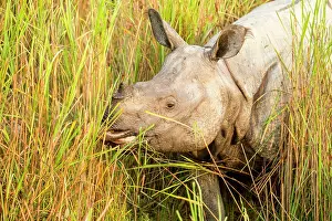 Unicornis: India, Assam, Kaziranga national park, Unesco World