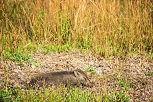 Suid: India, Assam, Kaziranga national park, Unesco World